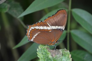 Papillon posé sur une feuille.