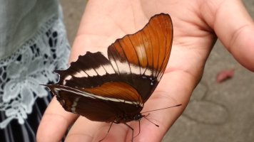 Papillon posé dans la paume d'une main.