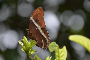 Papillon posé sur une plante.