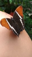 Papillon posé sur une épaule.
