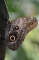 Papillon posé.