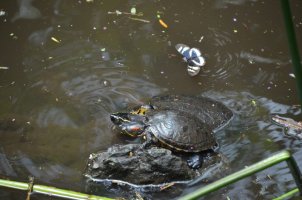 2 tortues dans l'eau.