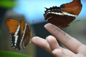 Papillons posés sur les doigts.
