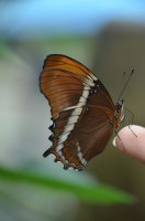 Papillon posé sur un doigt.