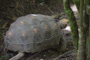 Tortue.