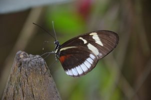 Papillon posé sur un bout de bois.