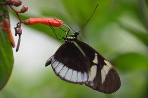 Papillon posé sur une fleur.