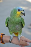 Perroquet vert posé sur sur une main.