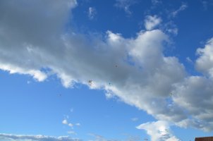 Cerfs-volants dans le ciel.
