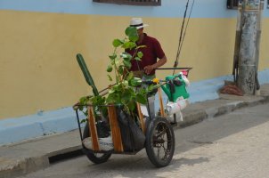 Homme poussant un chariot à 3 roues contenant des plantes vertes et du matériel de jardinage.