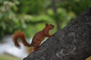 Ecureuil dans un arbre.