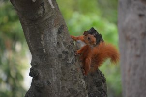Ecureuil dans un arbre.