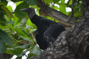 Animal dans un arbre.