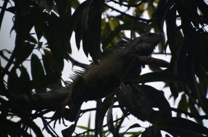 Iguane dans un arbre.