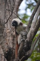 Singe sur un arbre.
