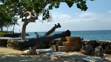 Canon au bord de l'ile, sous un arbre.